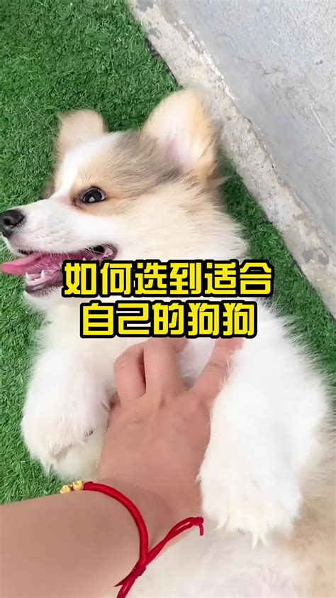 狗狗家|撐到小英返台！蔡英文愛犬Bunny「互相道別」後辭世 網也喊不捨。